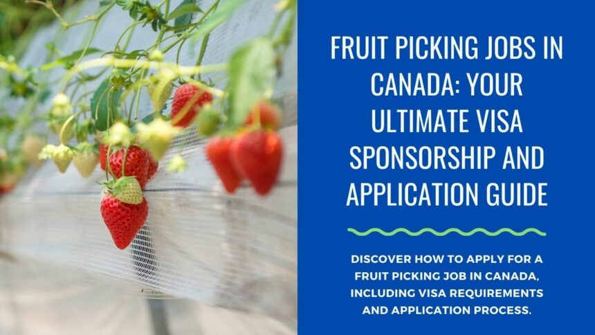 Fruit Picking Jobs in Canada: Visa Sponsorship, Requirements, and Application Guide 2024